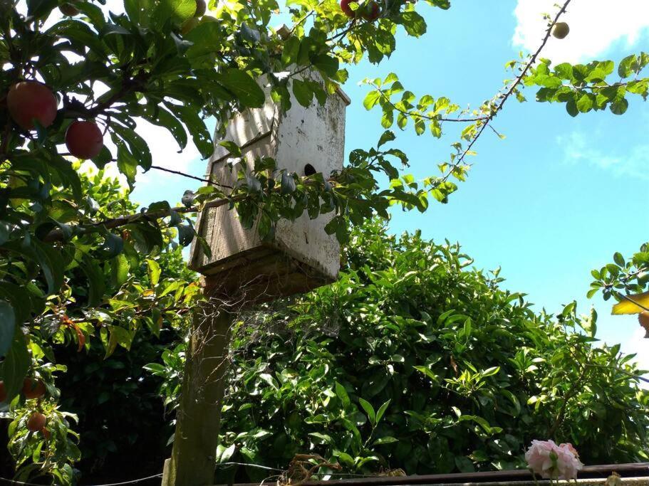 Secret Cottage Waitara Exterior foto